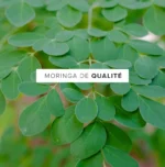 Moringa Bio Onatera – Image 2